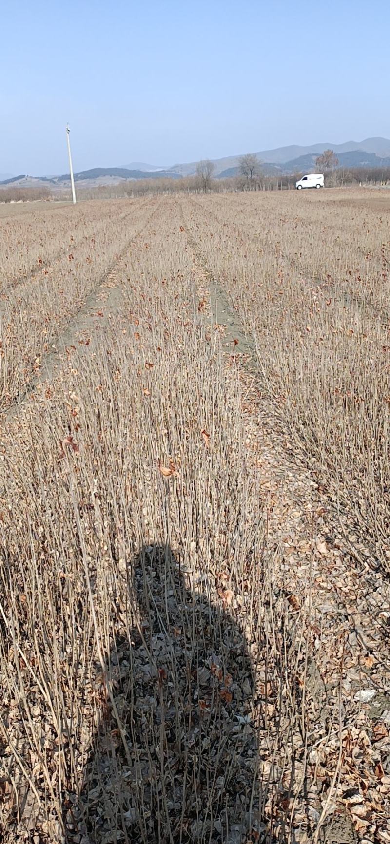 东北连翘迎春花苗连翘苗东北连翘苗东北连翘二年苗