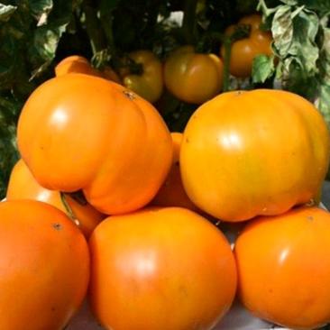 黄柿子水果西红柿种子