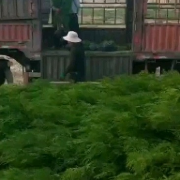 侧柏