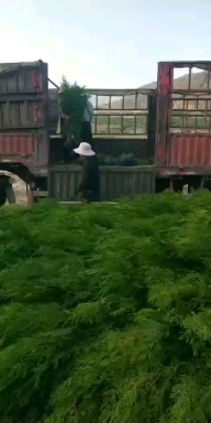 侧柏