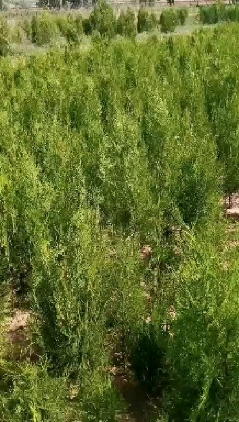 侧柏