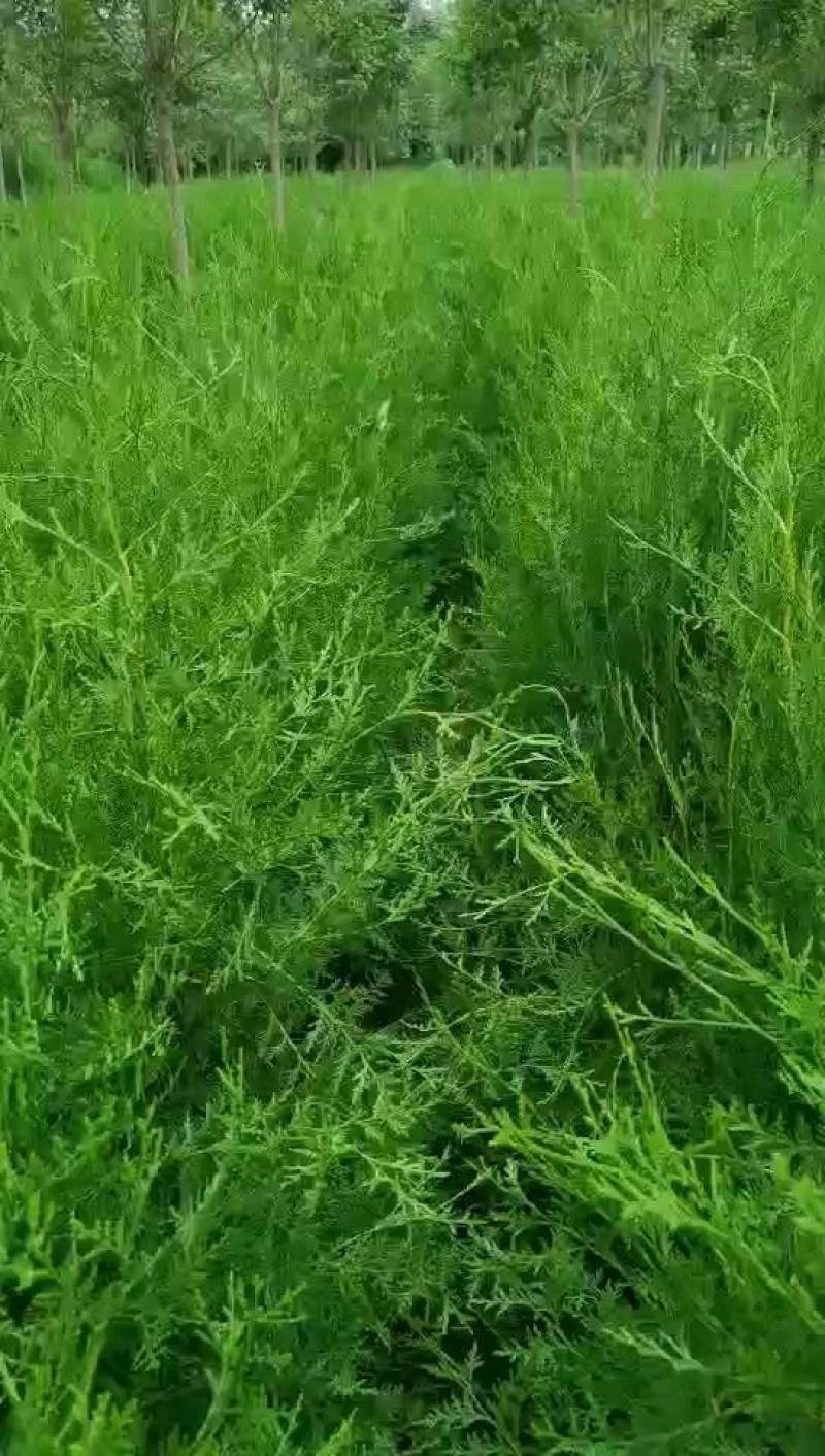 侧柏