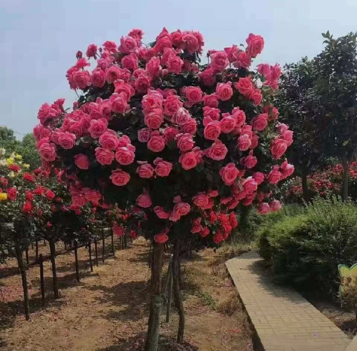 新黎明月季盛开在庭院中,粉红色花朵成簇开放 新黎明月季盛开在庭院中