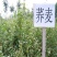 荞麦苦荞麦种子甜荞麦种子周期短高产出芽率高