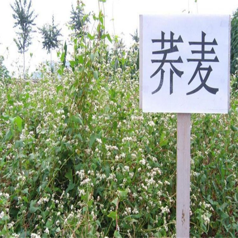 荞麦苦荞麦种子甜荞麦种子周期短高产出芽率高