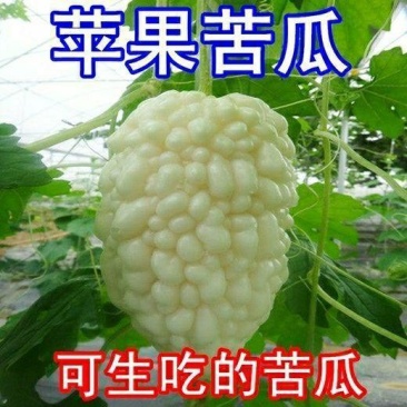 苹果苦瓜种子甘甜水果苦瓜种子台湾苹果苦瓜种子蔬菜种子