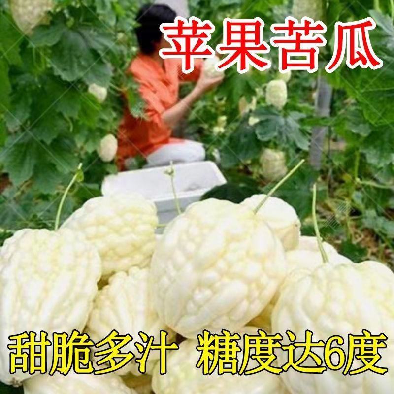 苹果苦瓜种子甘甜水果苦瓜种子台湾苹果苦瓜种子蔬菜种子