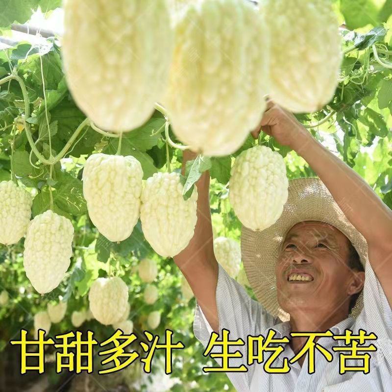 苹果苦瓜种子甘甜水果苦瓜种子台湾苹果苦瓜种子蔬菜种子