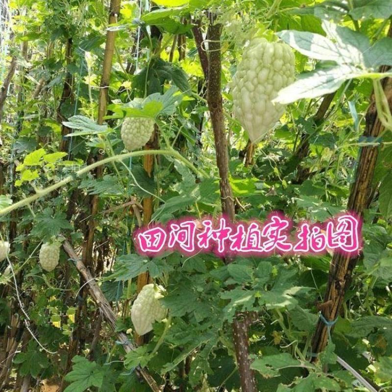 苹果苦瓜种子甘甜水果苦瓜种子台湾苹果苦瓜种子蔬菜种子