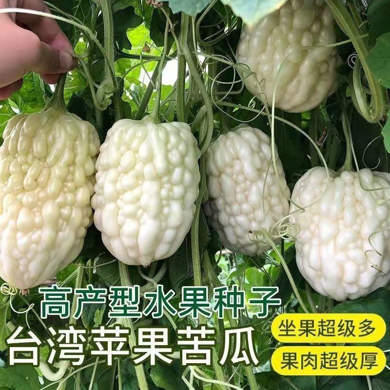 苹果苦瓜种子甘甜水果苦瓜种子台湾苹果苦瓜种子蔬菜种子