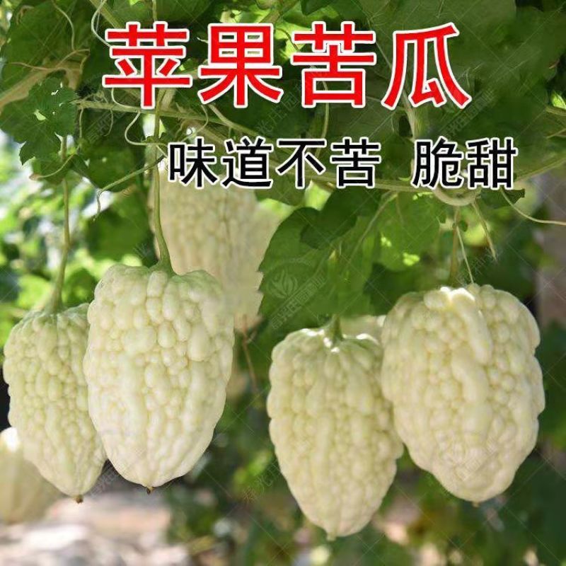 苹果苦瓜种子甘甜水果苦瓜种子台湾苹果苦瓜种子蔬菜种子