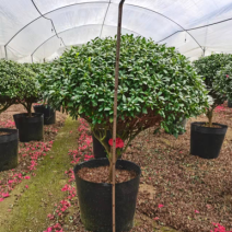球形西洋杜鹃花造型杜鹃花