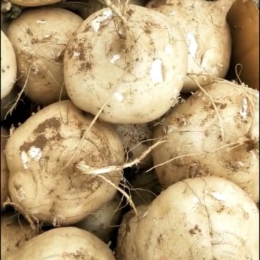 凉薯、沙葛（学名：豆薯）湛江红沙地种植，无沟不带泥
