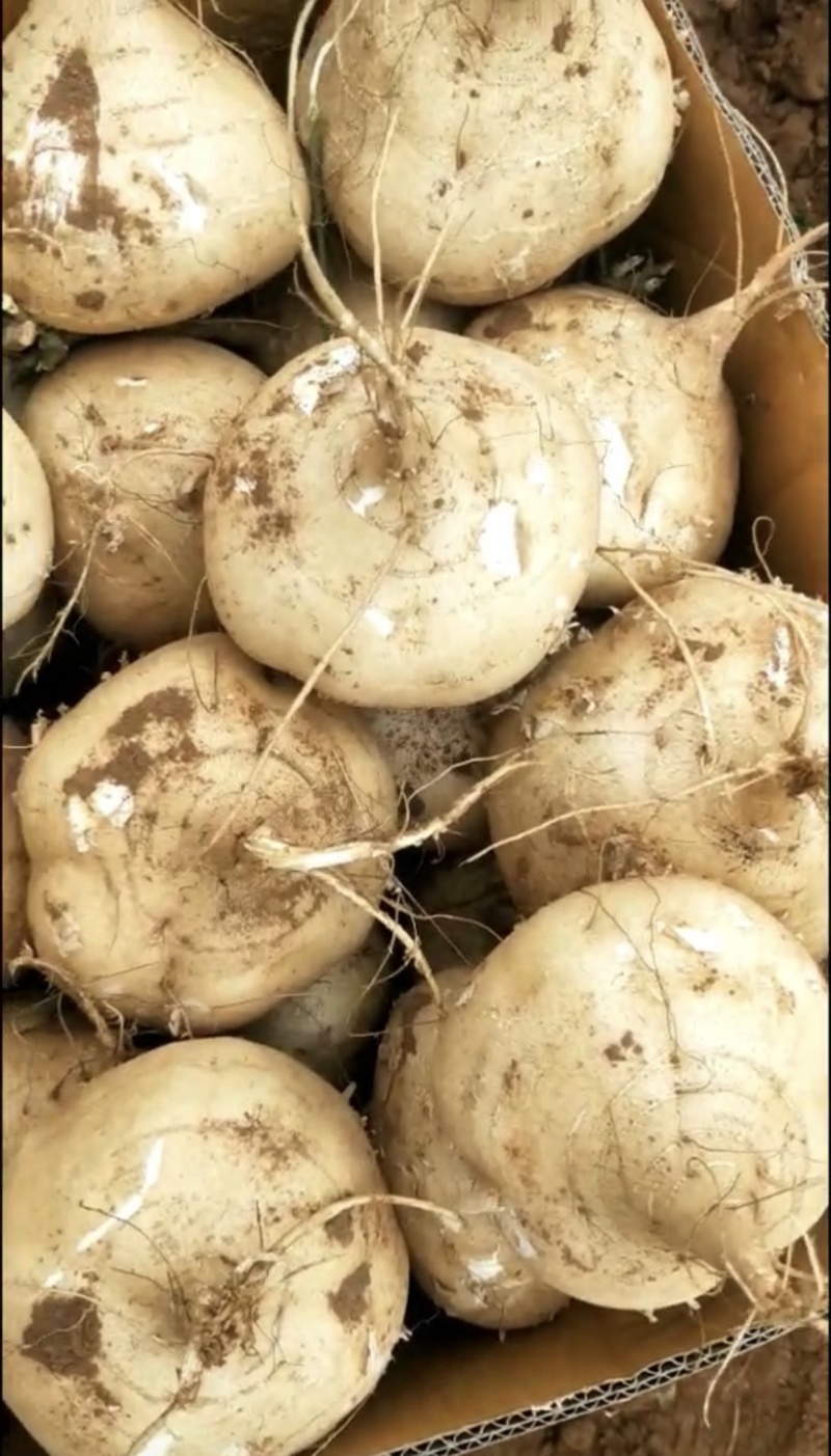 凉薯、沙葛（学名：豆薯）湛江红沙地种植，无沟不带泥