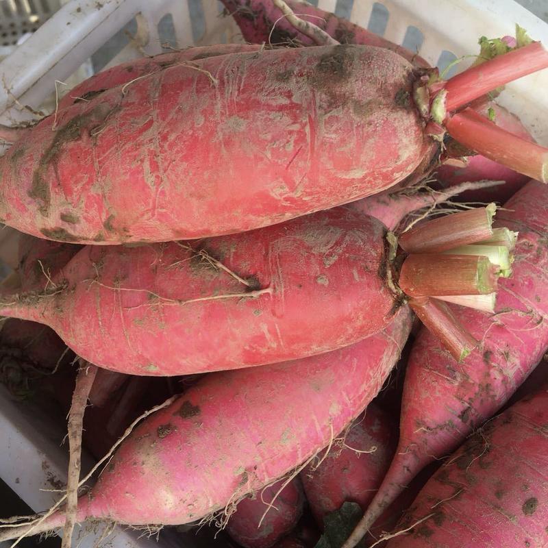 山东【红皮水萝卜】大量上市，产地批发，价格便宜