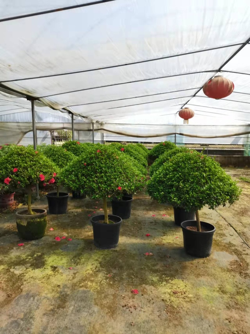 球形西洋杜鹃花造型杜鹃花