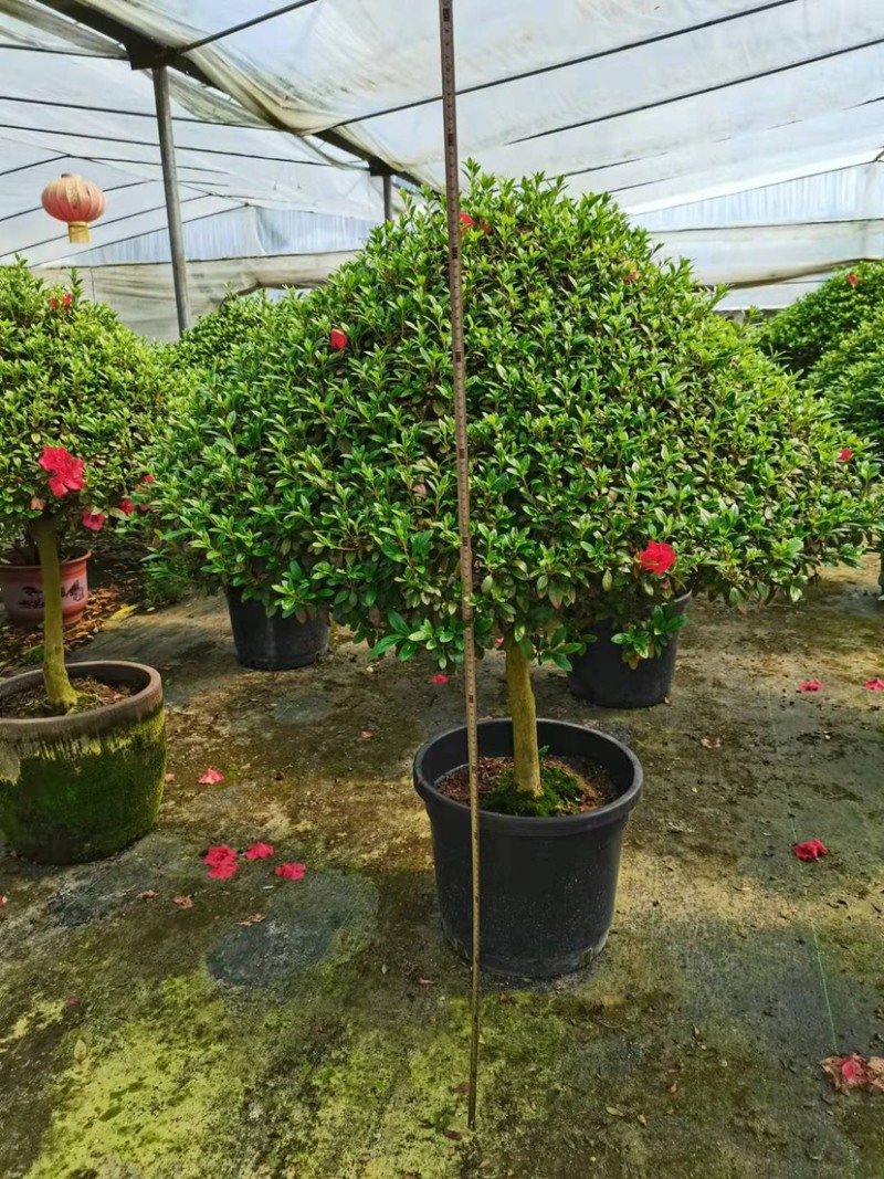 球形西洋杜鹃花造型杜鹃花