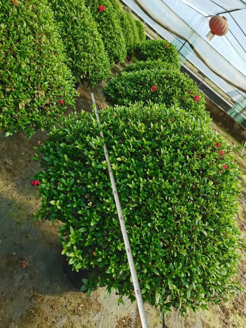 球形西洋杜鹃花造型杜鹃花