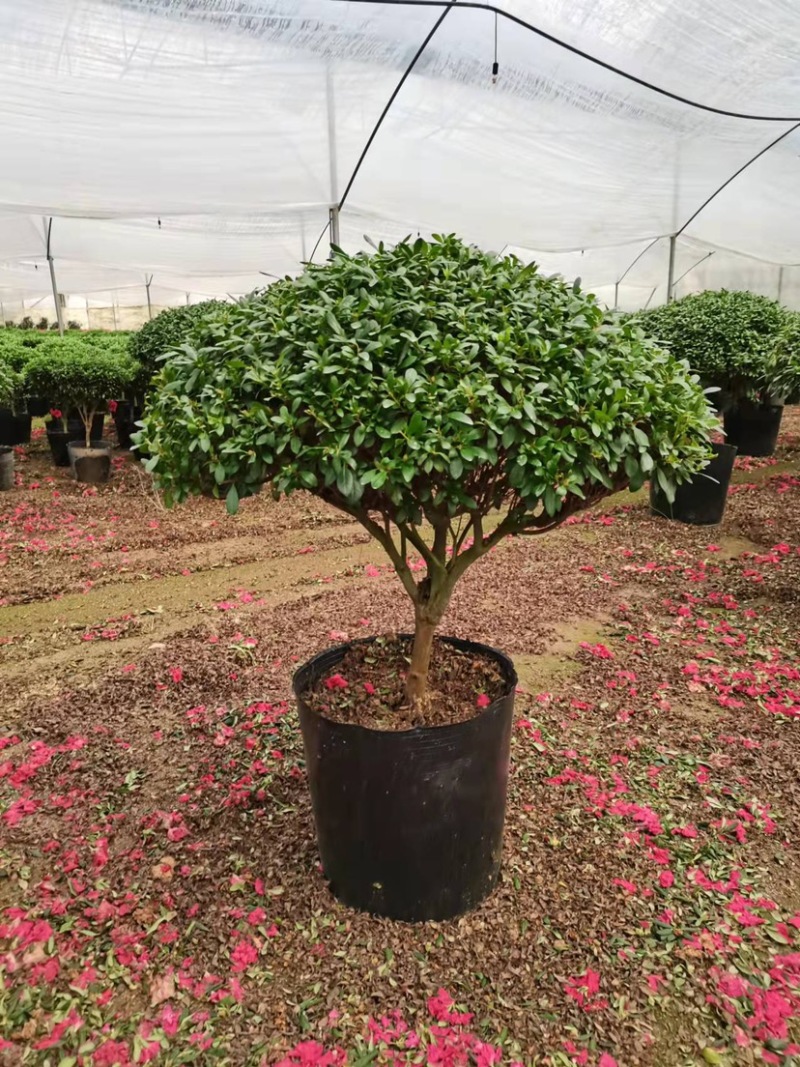 球形西洋杜鹃花造型杜鹃花