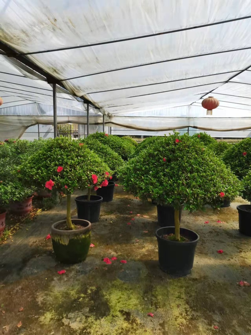 球形西洋杜鹃花造型杜鹃花