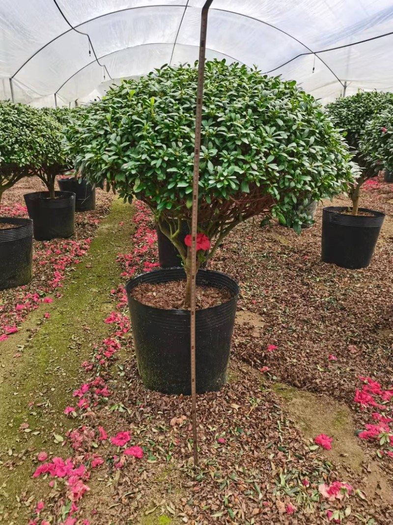 球形西洋杜鹃花造型杜鹃花