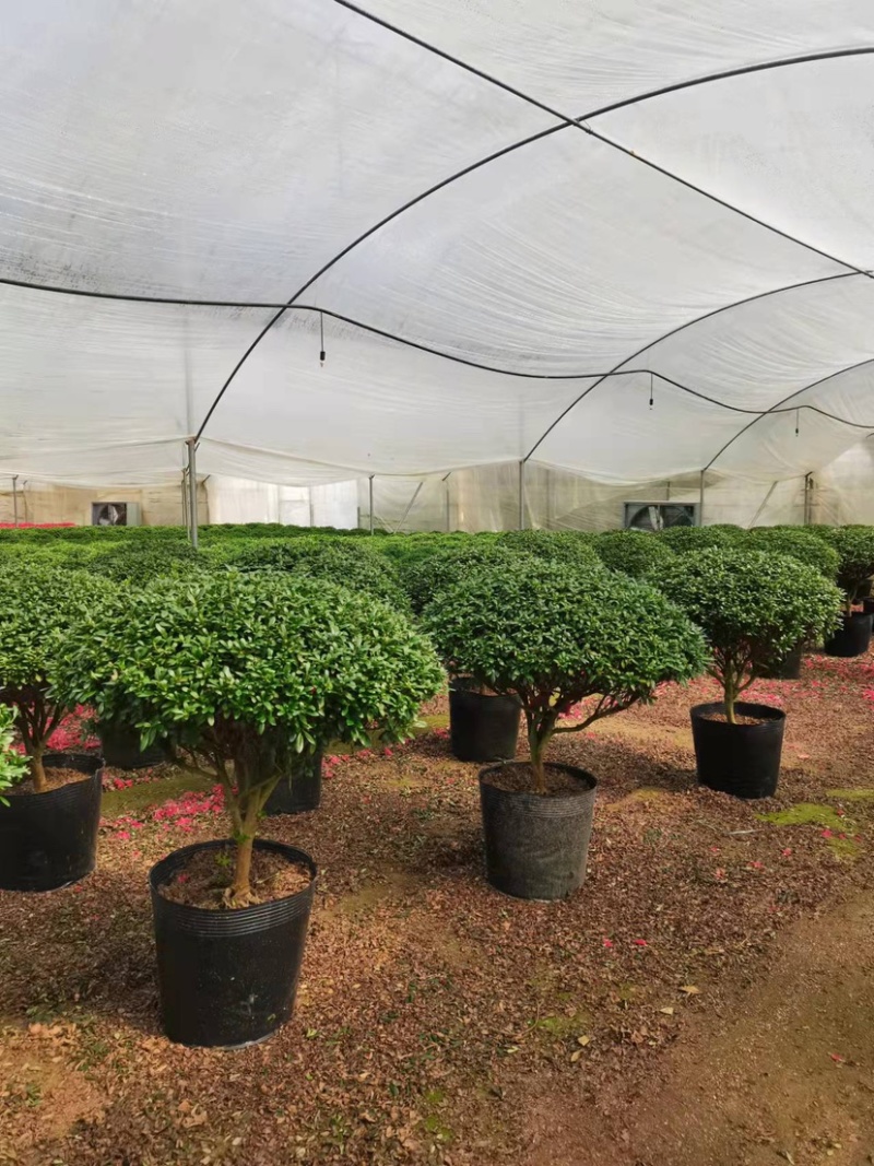 球形西洋杜鹃花造型杜鹃花