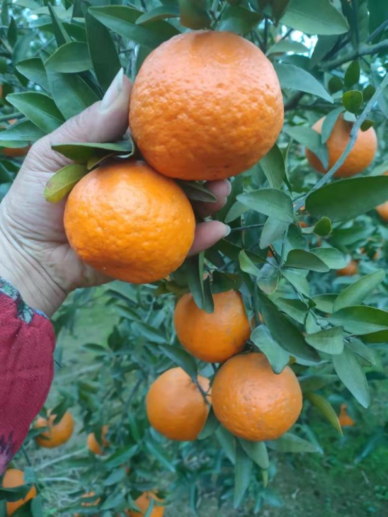晚芦