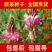 红豆草种子当年新种青饲牧草林田果园绿肥固氧景观花卉