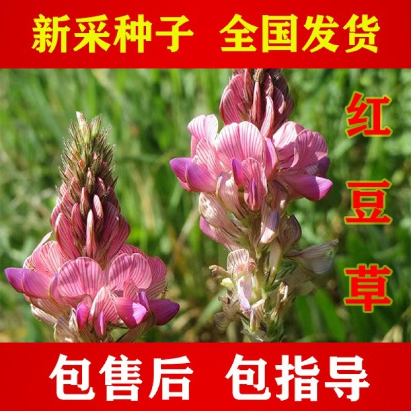 红豆草种子当年新种青饲牧草林田果园绿肥固氧景观花卉