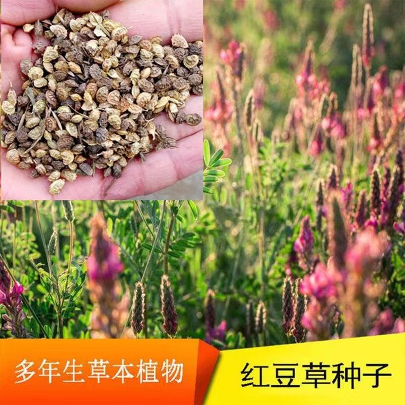 红豆草种子当年新种青饲牧草林田果园绿肥固氧景观花卉