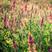 红豆草种子当年新种青饲牧草林田果园绿肥固氧景观花卉