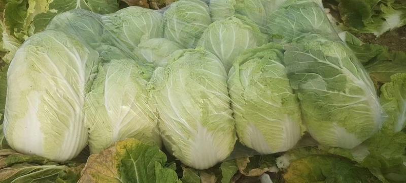 湖北黄心大白菜，产地直供，一手货源，量大优惠欢迎实地考察