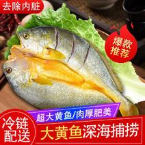 醇香黄鱼鲞黄花鱼新鲜大黄鱼冷冻水产鲜鱼海鲜批发包邮