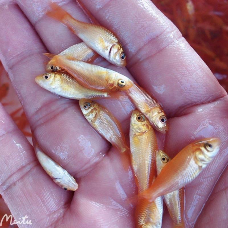 鲫鱼苗，禾花鲤鱼苗，稻花鱼苗，放生红鲤鱼，苗场直供