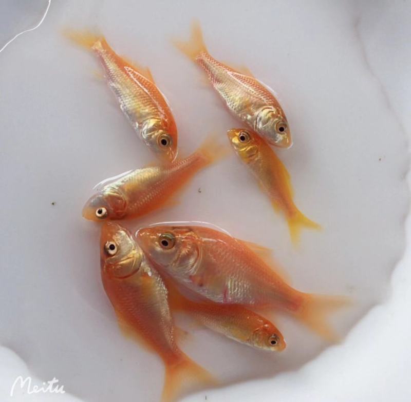 鲫鱼苗，禾花鲤鱼苗，稻花鱼苗，放生红鲤鱼，苗场直供