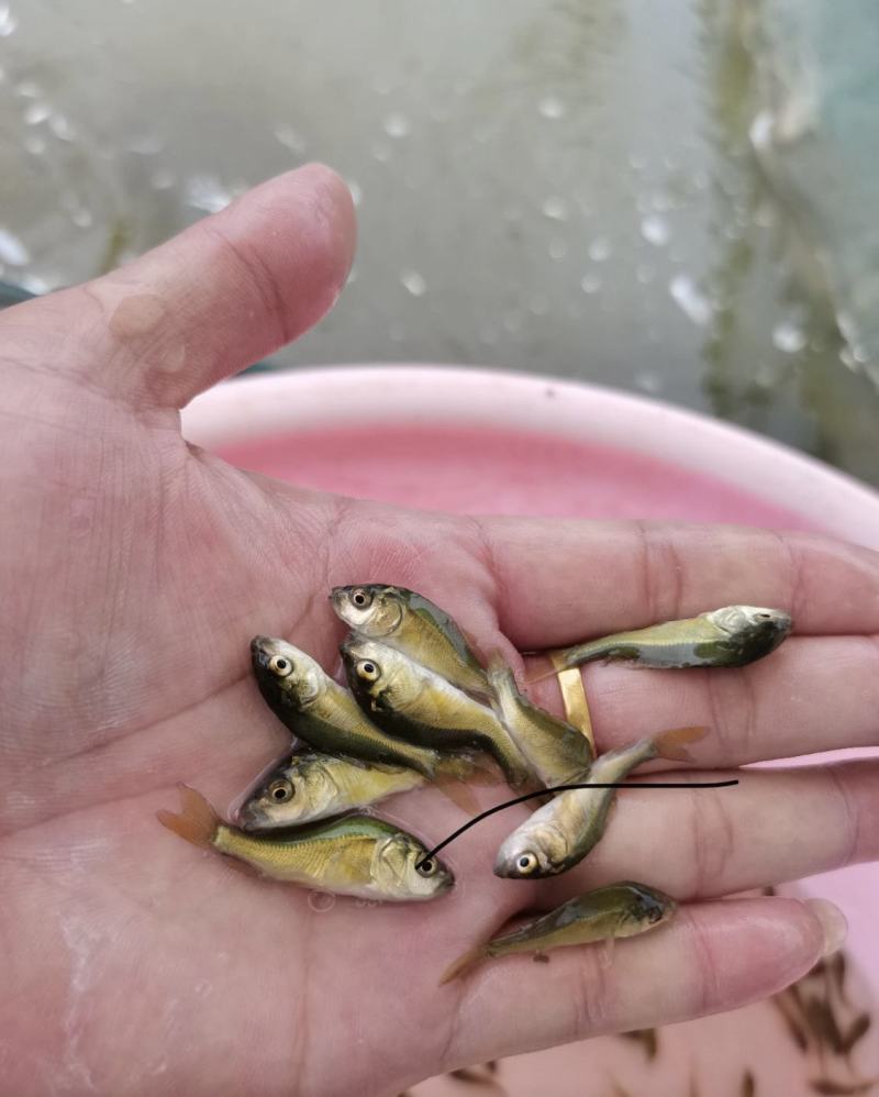 鲫鱼苗，禾花鲤鱼苗，稻花鱼苗，放生红鲤鱼，苗场直供
