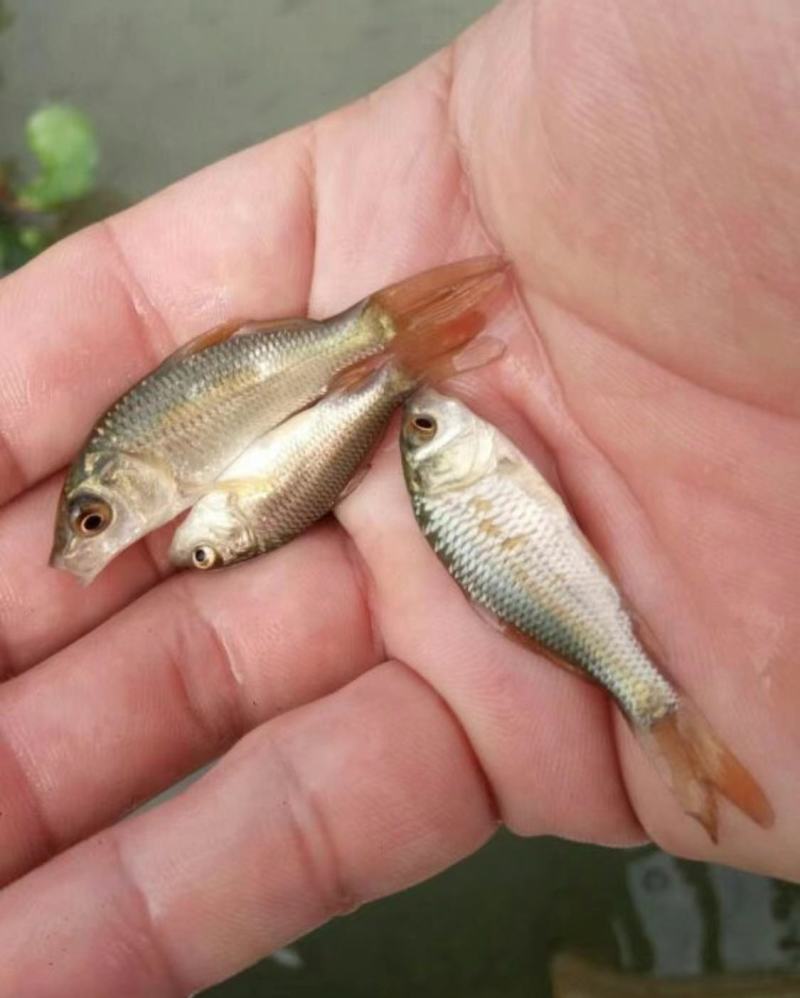 鲫鱼苗，禾花鲤鱼苗，稻花鱼苗，放生红鲤鱼，苗场直供