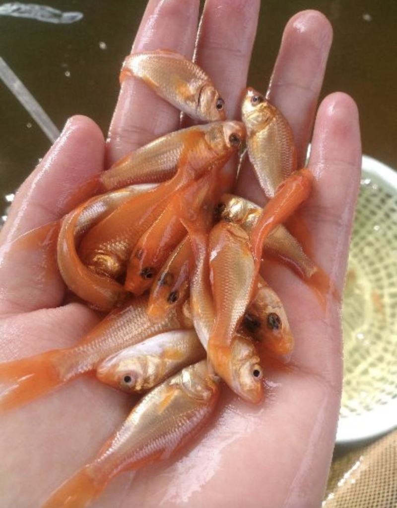鲫鱼苗，禾花鲤鱼苗，稻花鱼苗，放生红鲤鱼，苗场直供