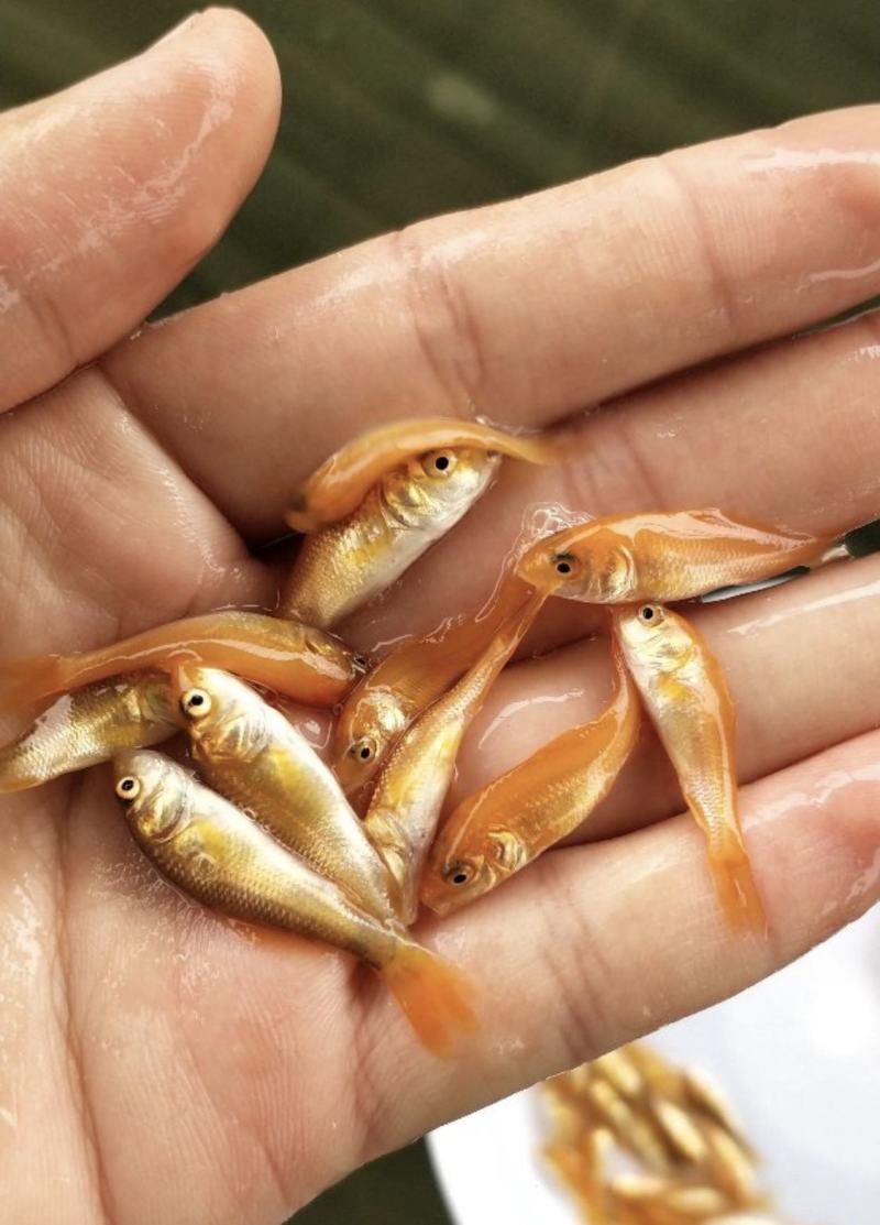 鲫鱼苗，禾花鲤鱼苗，稻花鱼苗，放生红鲤鱼，苗场直供