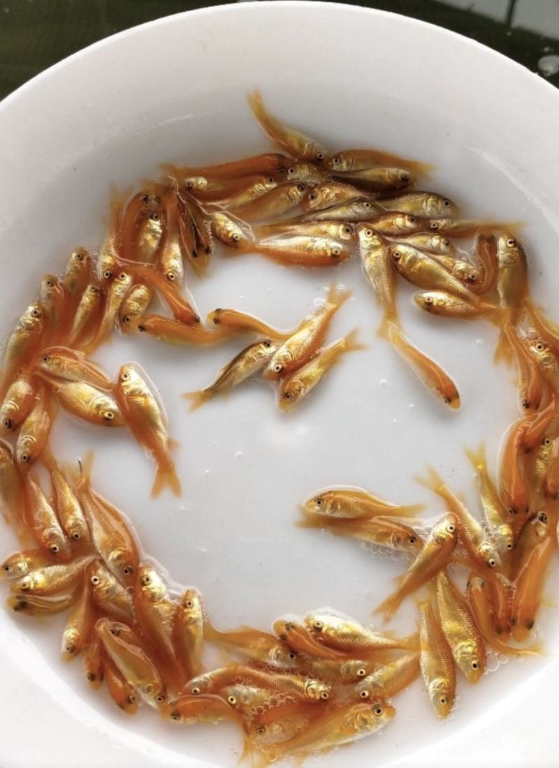 鲫鱼苗，禾花鲤鱼苗，稻花鱼苗，放生红鲤鱼，苗场直供