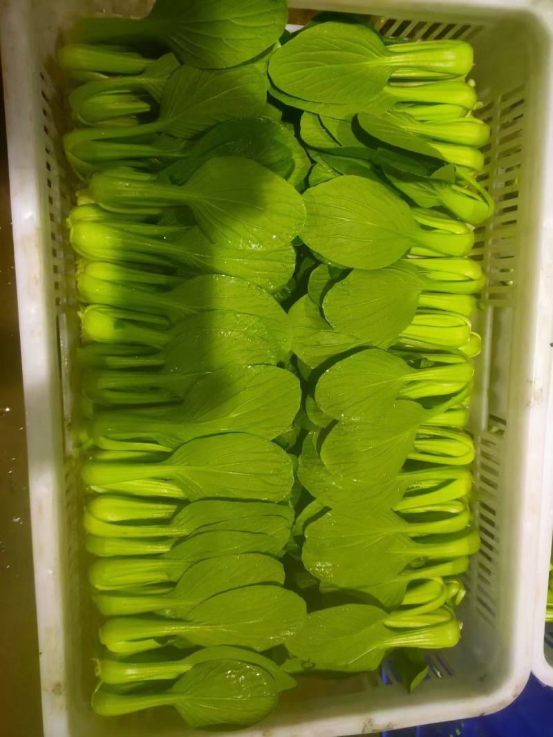 精品小油菜每天都是新鲜货