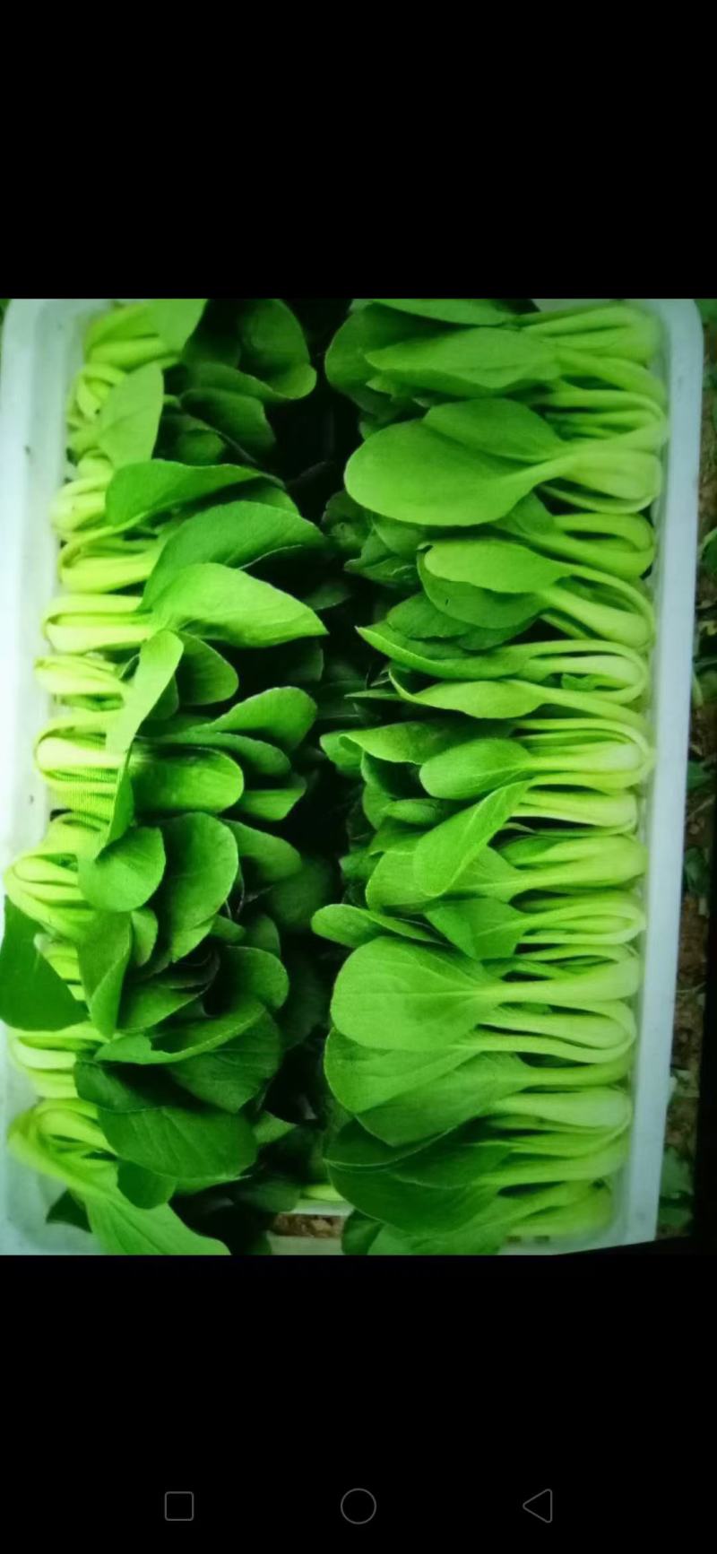 精品小油菜每天都是新鲜货