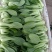 精品小油菜每天都是新鲜货