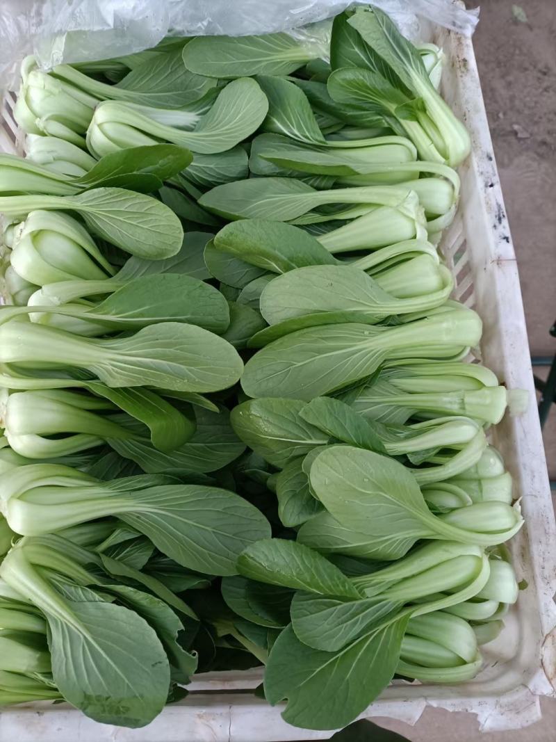 精品小油菜每天都是新鲜货