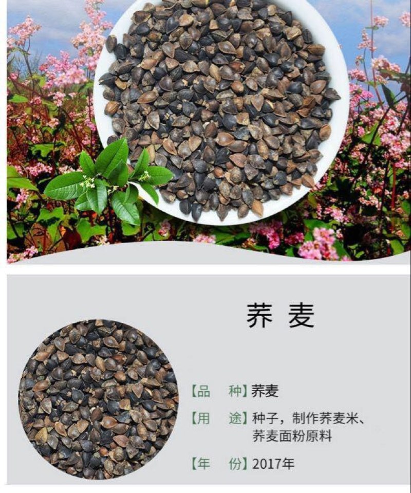 荞麦种子黑荞麦苦荞麦甜荞麦青稞种子周期短高产量