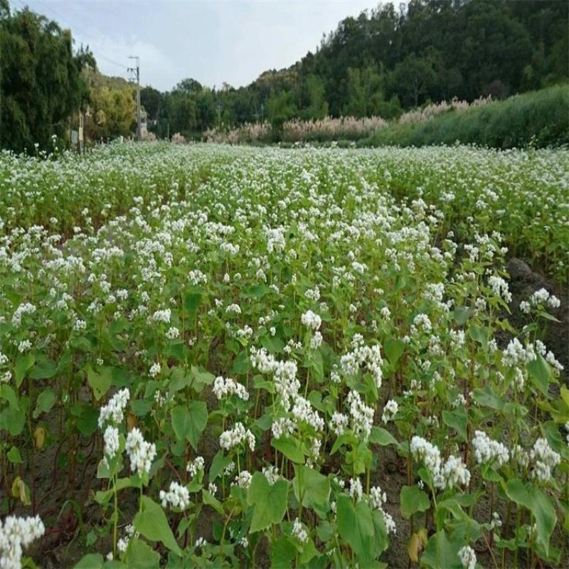 荞麦种子黑荞麦苦荞麦甜荞麦青稞种子周期短高产量
