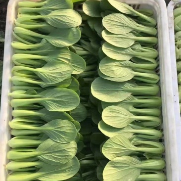 精品小油菜每天都是新鲜货