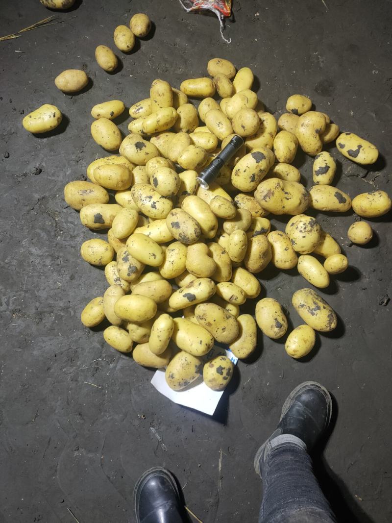 尤金885，黄心，您定价我出货，您说咱们能不能成交