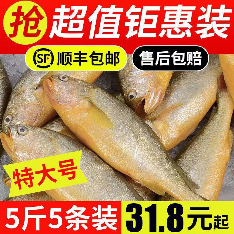 新鲜深海大黄鱼宁德黄花鱼1-5斤非东海黄鱼现捕现发鲜活冷