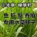 小米草水稗草种子牧草种子长稻田里池塘净化水水草养殖鱼虾蟹